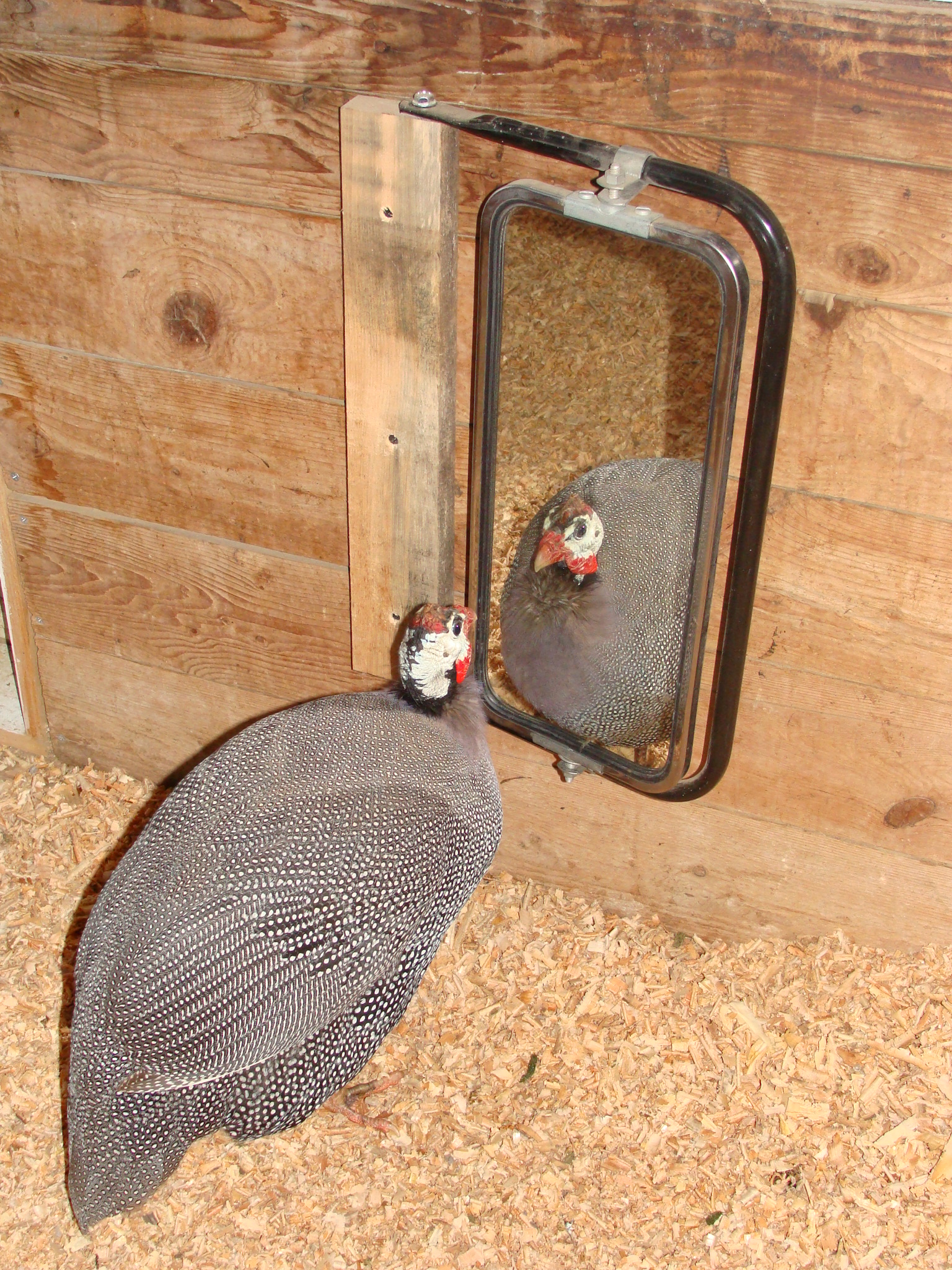 http://www.kopishke.org/images/whiteyInTheMirror.JPG